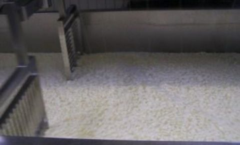 Käseherstellung Hielscher Hof